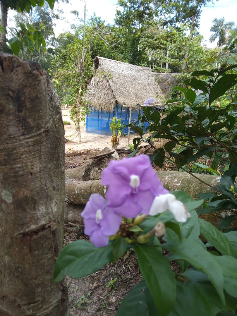 Placeholder for medicinal plants of the Amazon