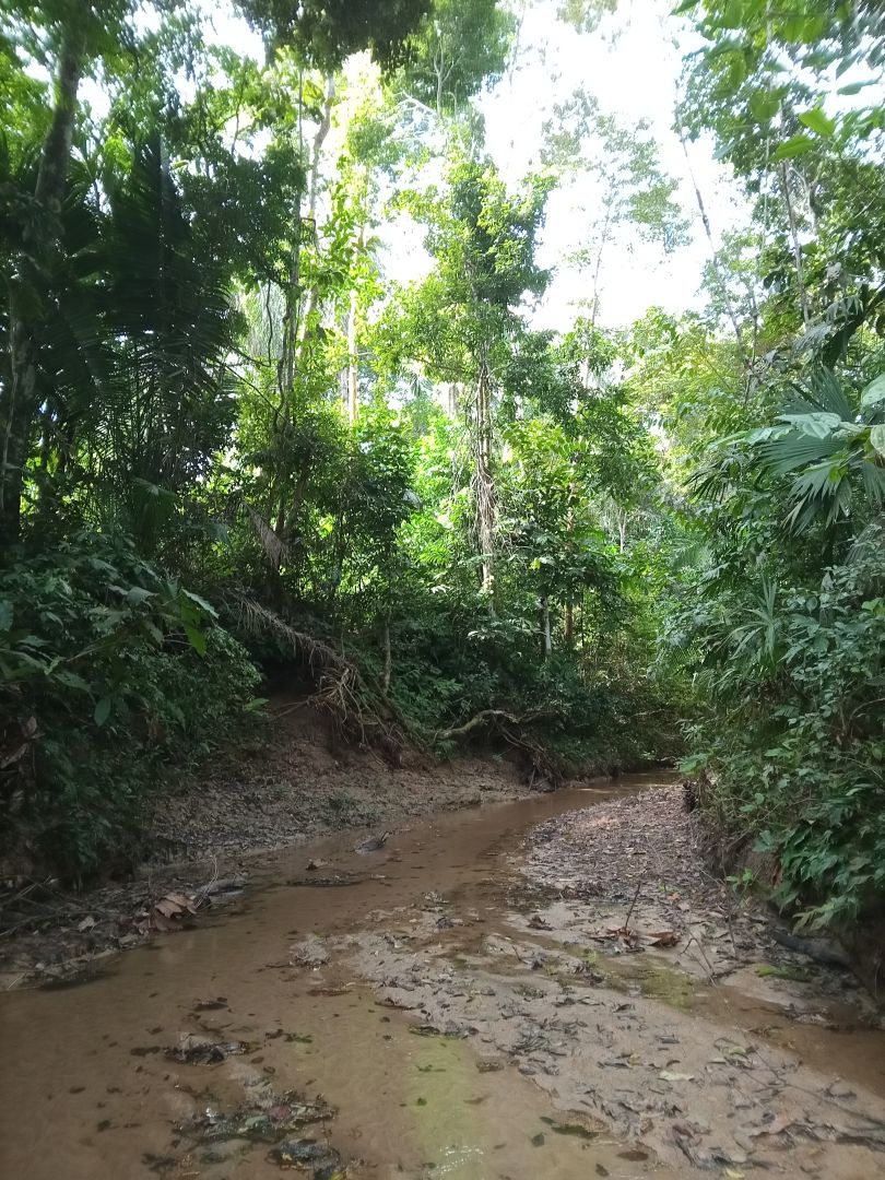 Placeholder showing rivers and rainforest